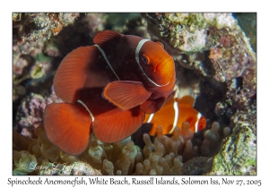 Spinecheek Anemonefish