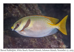 Barred Rabbitfish