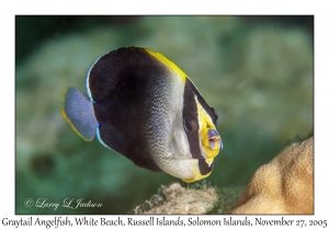 Graytail Angelfish