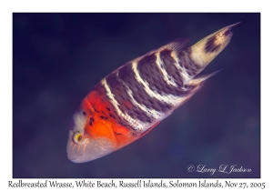Redbreasted Wrasse