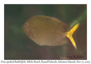 Fine-spotted Rabbitfish