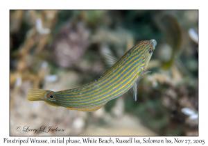 Pinstriped Wrasse