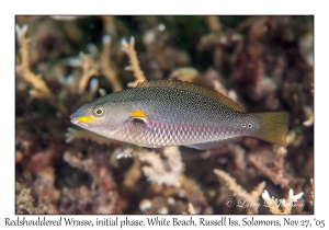 Redshouldered Wrasse