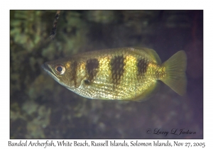 Banded Archerfish