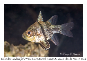 Orbicular Cardinalfish