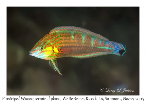 Pinstriped Wrasse