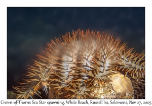 Crown-of-Thorns Sea Star spawning