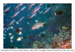 Humphead Wrasse, Pyramid Butterflyfish, Whitetail Surgeonfish & Twinstripe Fusiliers