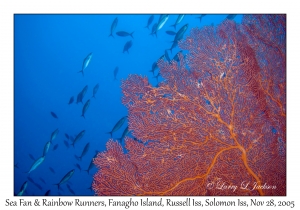 Sea Fan & Rainbow Runners