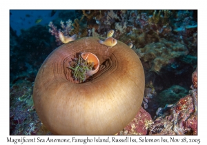 Magnificent Sea Anemone