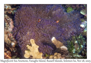 Magnificent Sea Anemone