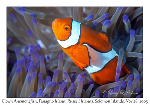 Clown Anemonefish