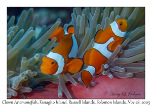 Clown Anemonefish