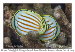 Ornate Butterflyfish