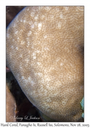 Hard Coral