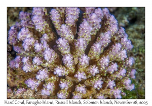 Hard Coral