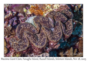 Maxima Giant Clam