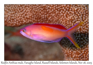 Redfin Anthias male