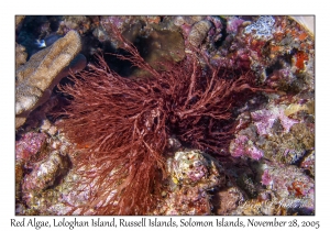 Red Algae