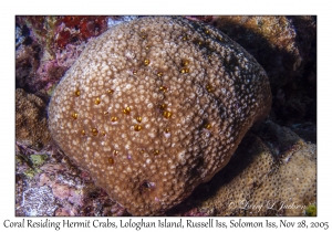 Coral Residing Hermit Crabs