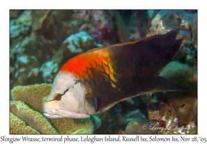 Slingjaw Wrasse