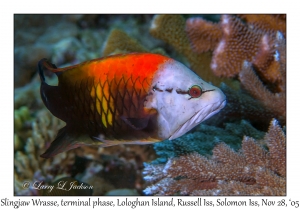 Slingjaw Wrasse