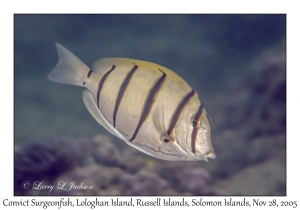 Convict Surgeonfish