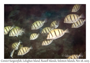 Convict Surgeonfish