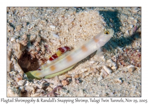 Flagtail Shrimpgoby & Randall's Snapping Shrimp