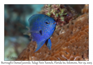 Burrough's Damsel juvenile