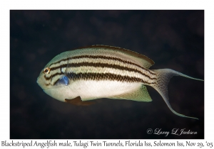 Blackstriped Angelfish male