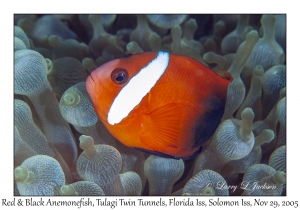 Red & Black Anemonefish