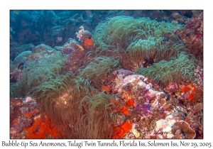 Bubble-tip Sea Anemones