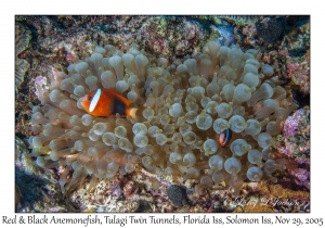 Red & Black Anemonefish