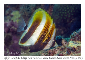 Highfin Coralfish