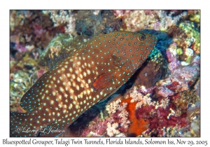 Bluespotted Grouper