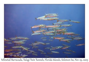 Yellowtail Barracuda