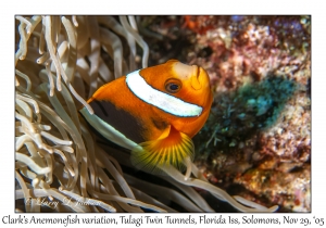 Clark's Anemonefish variation