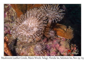 Mushroom Leather Corals