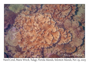 Hard Coral