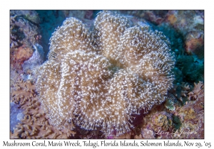 Mushroom Leather Coral