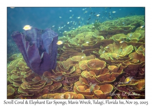 Elephant Ear Sponge & Scroll Coral