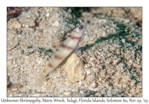 Unknown Shrimpgoby