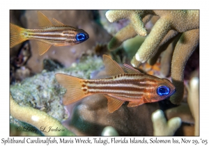 Splitband Cardinalfish