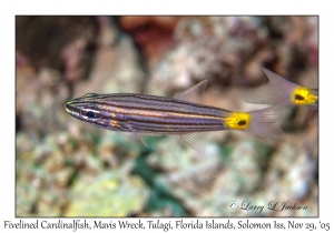 Fivelined Cardinalfish