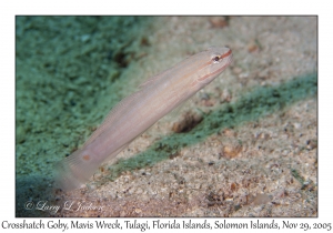 Crosshatch Goby