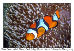 Clown Anemonefish