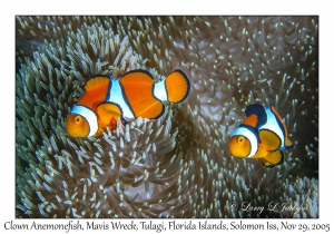 Clown Anemonefish