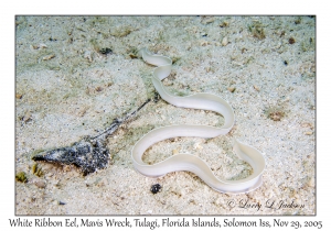 White Ribbon Eel