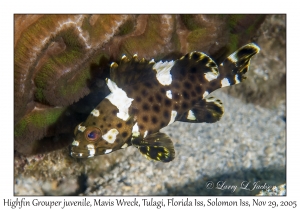 Highfin Grouper juvenile